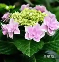 绣球花图片(绣球花多少钱一盆)插图59