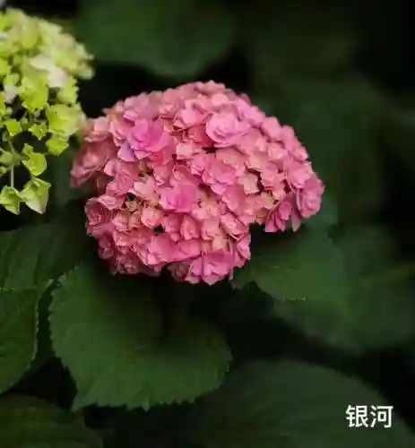 绣球花图片(绣球花多少钱一盆)插图31