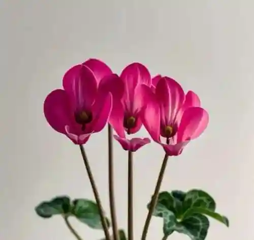 十种最吉利的镇宅花(室内镇宅第一名绿植)插图9