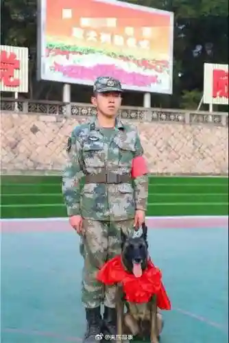 东部战区军犬阵容搭配最新(什么兵配军犬)插图8