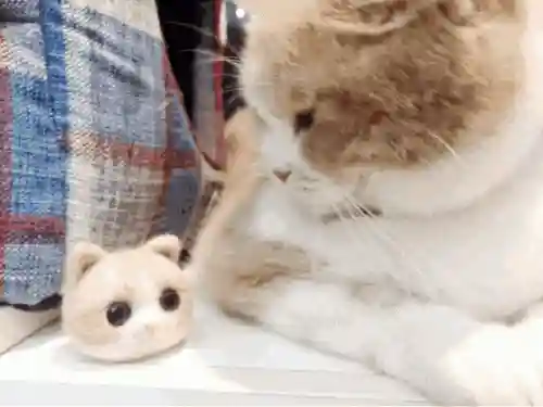 怎么确定猫认主人了(猫走丢了怎么样才能找回来)