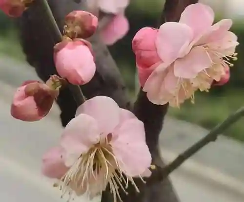 山水澄辉阵容怎么搭配(山海镜花t0阵容)插图20 山水澄辉阵容怎么搭配(山海镜花t0阵容)插图20