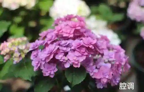 绣球花图片(绣球花多少钱一盆)插图56
