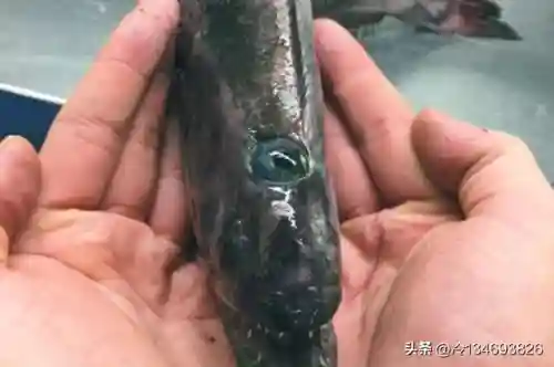 动物之战袋鼠最强阵容搭配(动物大联盟伤害最高搭配)插图26
