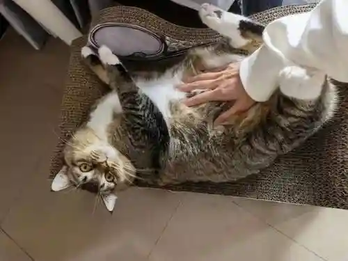 怎么确定猫认主人了(猫走丢了怎么样才能找回来)插图1 怎么确定猫认主人了(猫走丢了怎么样才能找回来)插图1