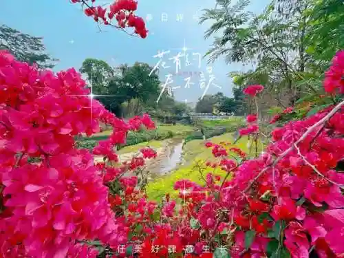 天选森林大树阵容搭配(大树头森林餐厅)插图10