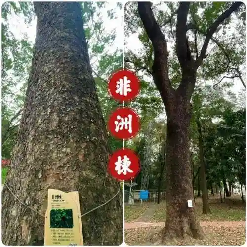 天选森林大树阵容搭配(大树头森林餐厅)插图8