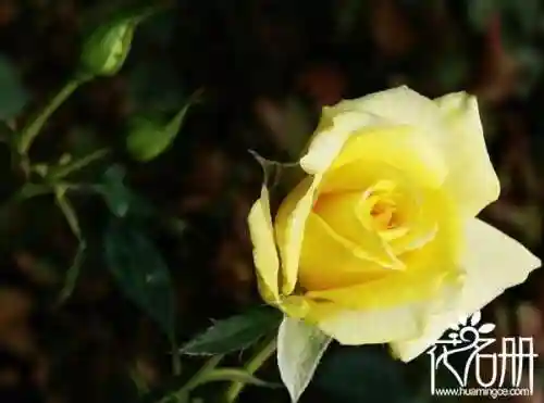 花语是压抑绝望的花(花语是孤独忧郁的花)插图6