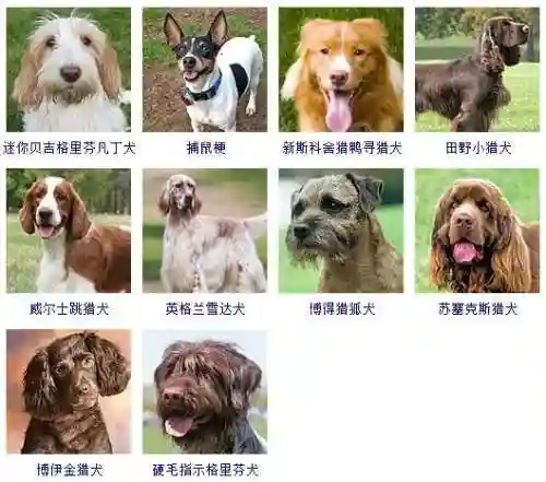 宠物狗品种大全及图片(狗狗品种识别软件)插图14
