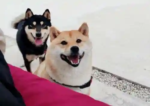 柴犬大部队阵容搭配(部落冲突阵容推荐)插图4
