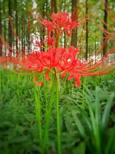 彼岸花是国家几级保护花(摘了彼岸花要坐牢吗)插图21