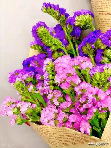 勿忘我花语和寓意及图片(勿忘我花发朋友圈)插图2