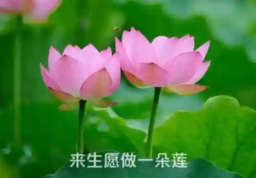 涅槃重生阵容搭配推荐图(迪奥娜阵容搭配平民)插图15