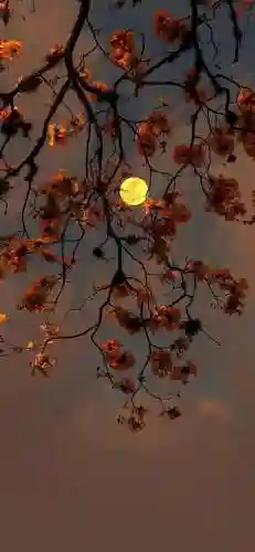 最流行的手机壁纸(干净清爽风景壁纸)插图13
