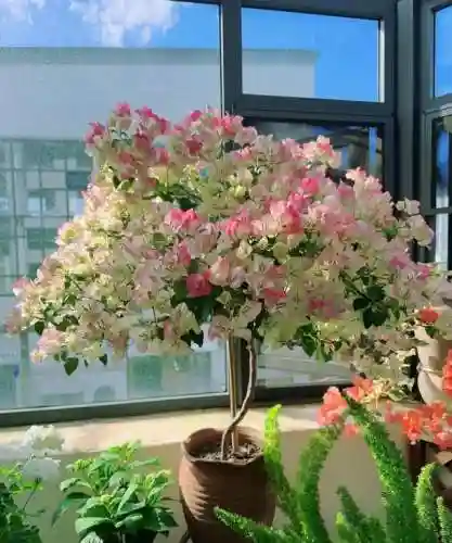 生根发芽阵容搭配图表大全(生根和发芽的顺序排列)插图7