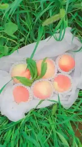 水蜜桃图片大全唯美壁纸(桃子壁纸软件下载)插图27