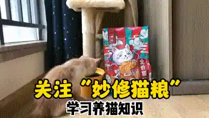 怎么确定猫认主人了(猫走丢了怎么样才能找回来)插图12 怎么确定猫认主人了(猫走丢了怎么样才能找回来)插图12