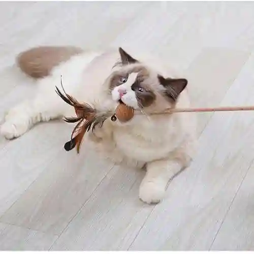 逗猫神器推荐阵容搭配(逗猫神器app)插图18