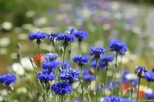 最惊艳的花语(花语是未来可期的花)插图3