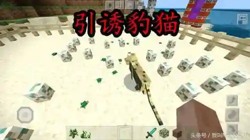 我的世界豹猫怎么驯服(豹猫冒爱心但是驯服不了)插图2
