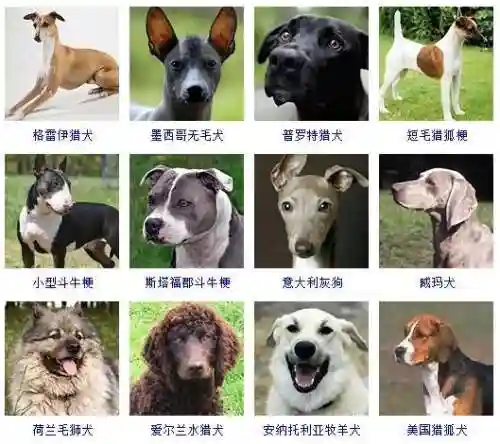 宠物狗品种大全及图片(狗狗品种识别软件)插图8
