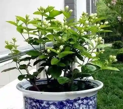 万能植物阵容搭配(阴阳师万能阵容)