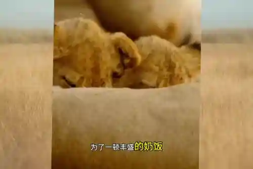 新生流浪者阵容搭配(歧路旅人最佳阵容搭配)插图1