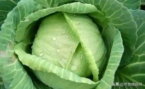 头发爱出油还脱发怎么办(植发剃发好还是不剃发好)插图2 头发爱出油还脱发怎么办(植发剃发好还是不剃发好)插图2