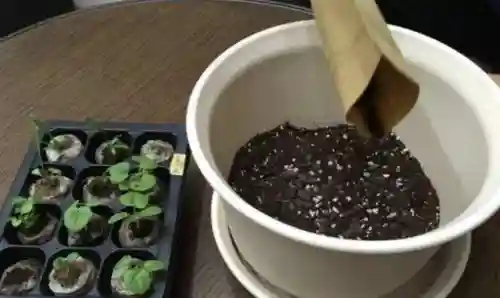 万能植物阵容搭配(阴阳师万能阵容)插图9