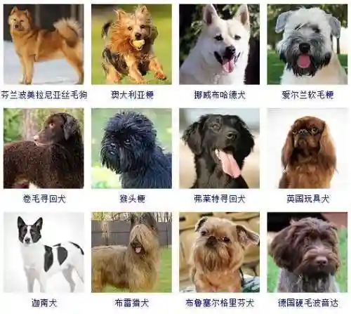 宠物狗品种大全及图片(狗狗品种识别软件)插图12