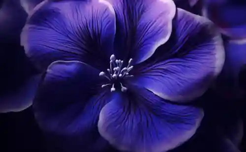 紫罗兰的花语(紫罗兰有啥寓意)插图1