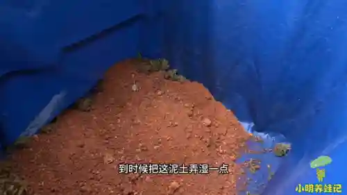新版养蛙阵容搭配图解(甲贺忍蛙阵容搭配)