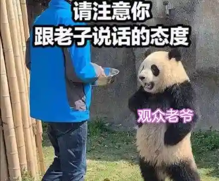 钻石之光搭配什么阵容好(宝可梦钻石最强阵容搭配)插图2