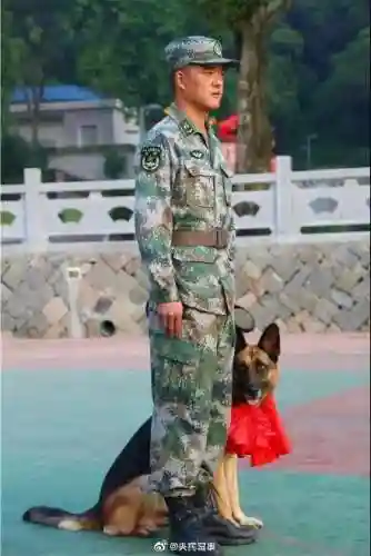 东部战区军犬阵容搭配最新(什么兵配军犬)插图3