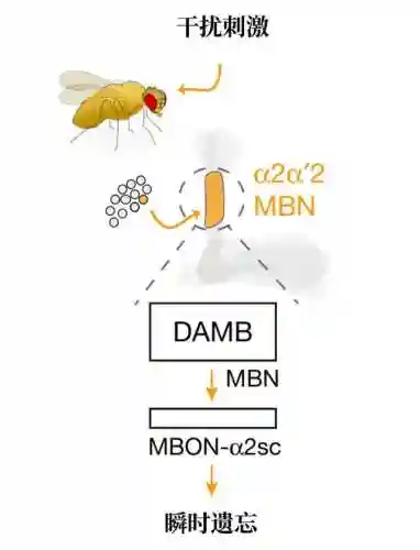 遗失的记忆迷宫示意图(遗失的记忆超详细攻略)插图4