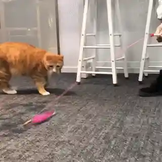 逗猫神器推荐阵容搭配(逗猫神器app)插图14