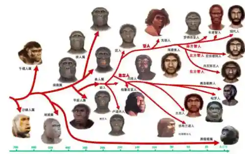 原始先祖搭配阵容图最新(最后的原始人最强阵容)插图1