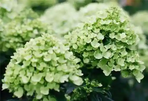 绣球花图片(绣球花多少钱一盆)插图76