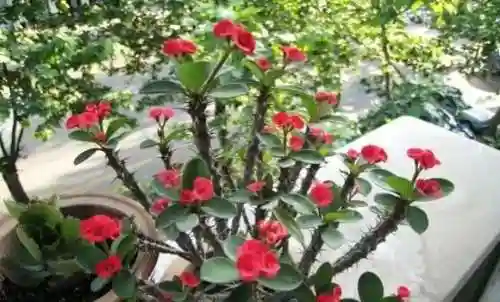 生根发芽阵容搭配图表大全(生根和发芽的顺序排列)插图11