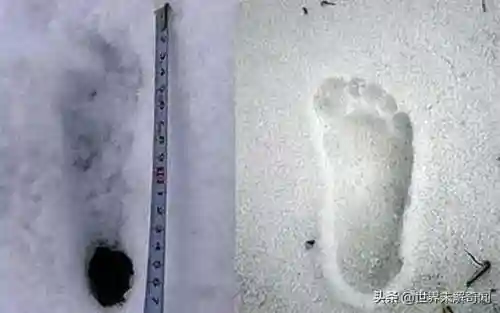 动物之战雪怪阵容搭配(动物大联盟伤害最高搭配)插图2 动物之战雪怪阵容搭配(动物大联盟伤害最高搭配)插图2