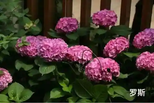绣球花图片(绣球花多少钱一盆)插图42