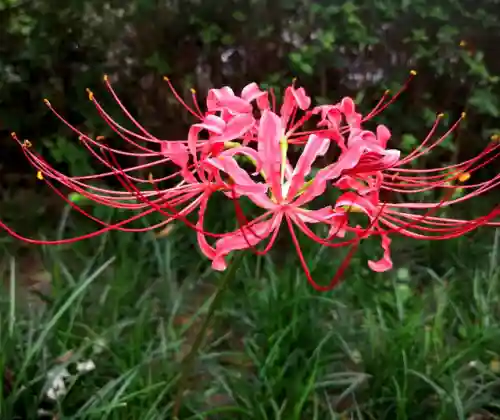 彼岸花是国家几级保护花(摘了彼岸花要坐牢吗)插图22