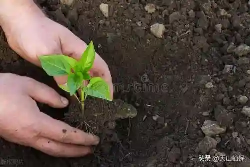 植物大战僵尸消毒阵容搭配(植物僵尸最强阵容)插图1