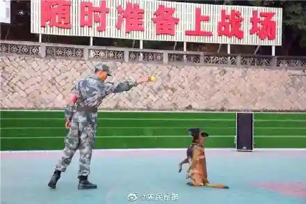 东部战区军犬阵容搭配最新(什么兵配军犬)