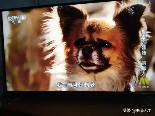 龙妈加狗子阵容搭配(云顶之弈奶妈主c阵容)插图2