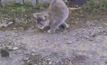 逗猫神器推荐阵容搭配(逗猫神器app)插图8