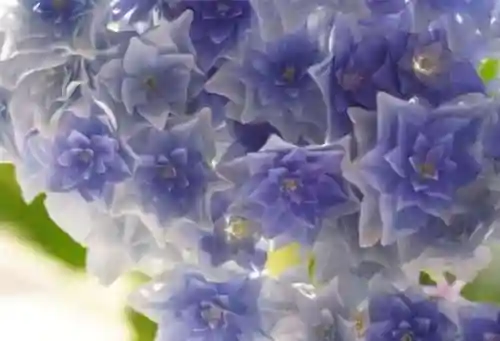 绣球花图片(绣球花多少钱一盆)插图71