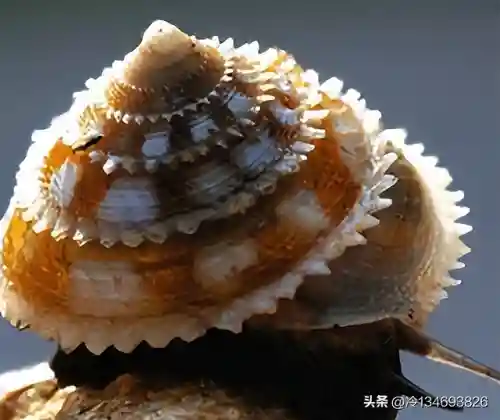 动物之战袋鼠最强阵容搭配(动物大联盟伤害最高搭配)插图20