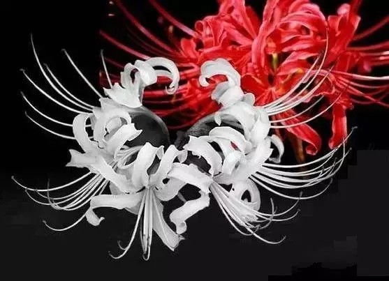 彼岸花图片真实照片(女孩子纹彼岸花代表什么)插图28