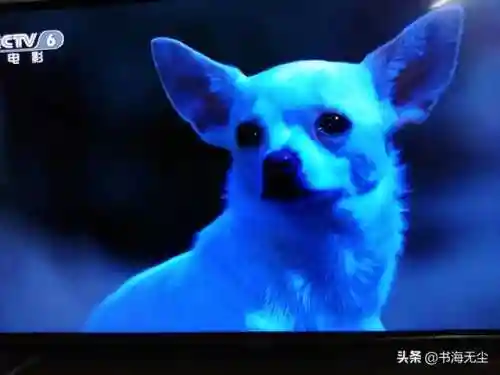 龙妈加狗子阵容搭配(云顶之弈奶妈主c阵容)插图7